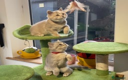 British Shorthair cats for sale: 🚨One Girl Ready to leave 🚨GCCF British Shorthair - Image 24
