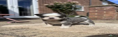 French Bulldog 3