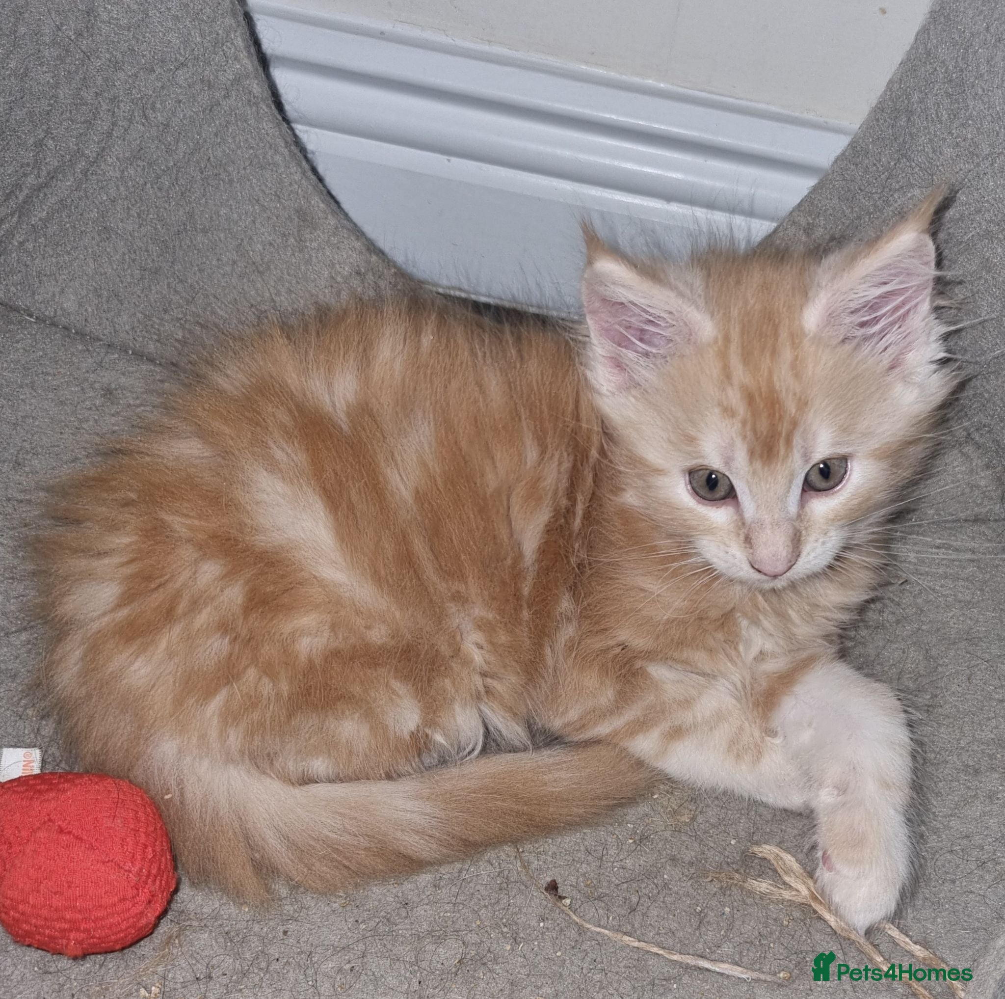 Maine Coon cats Beautiful GCCF maine coon kittens  - Advert 1