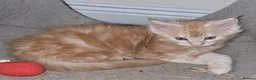 Maine Coon cats for sale: Beautiful GCCF maine coon kittens  - Advert 1