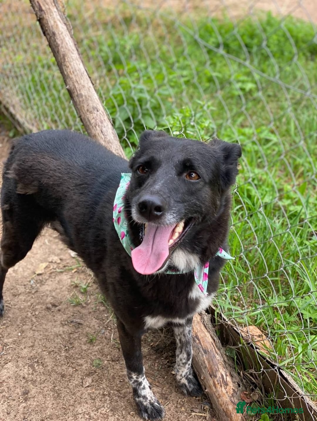 Mixed Breed dogs for adoption: 💖🐶 CARMEN 🐶💖 - Image 10