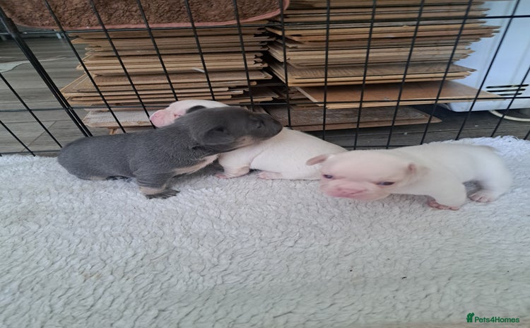 French Bulldog dogs - Advert 17