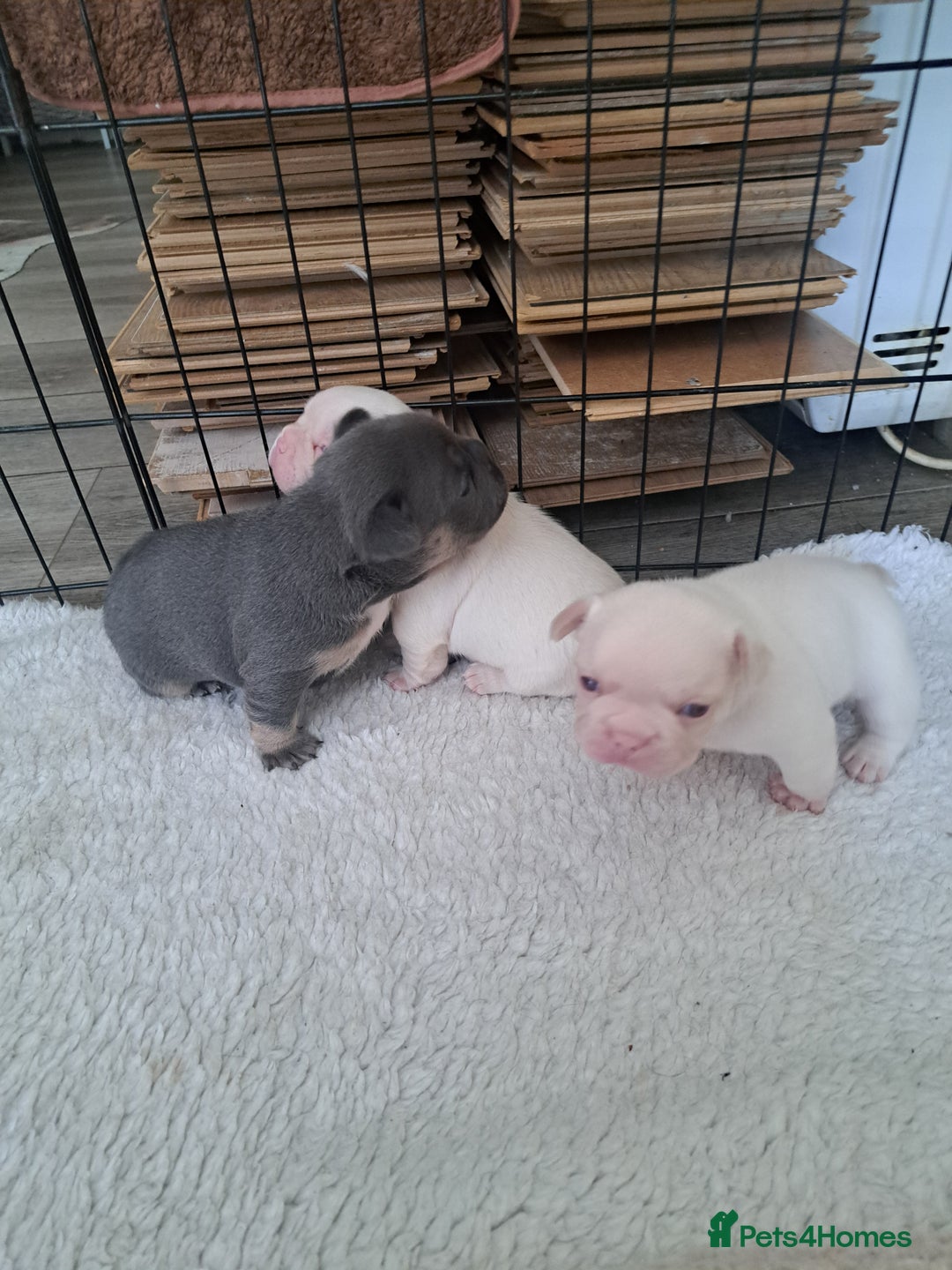 French Bulldog dogs for sale: French fancies puppies  - Image 12