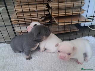 French Bulldog dogs - Advert 28