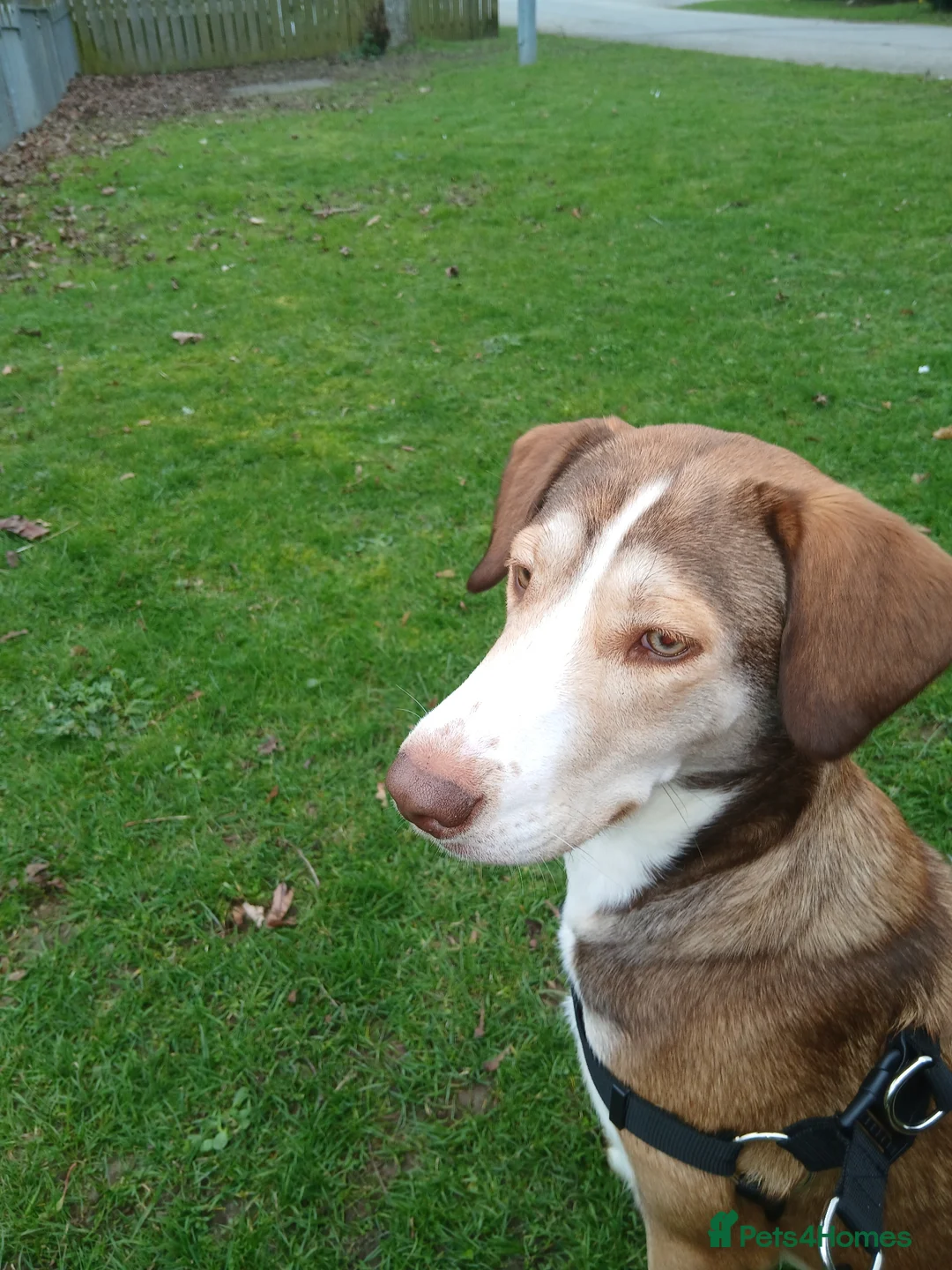 Mixed Breed dogs for sale: 1 year old husky/spaniel  - Advert 2