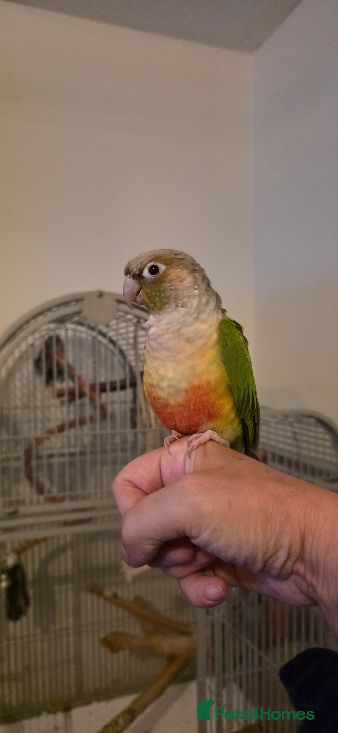 Conures birds for sale: Green cheek conure and a jenday conure for sale  - Image 3