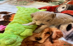 Maltipoo dogs for sale: Beautiful Apricot Maltipoo puppies. - Image 18