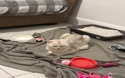 British Shorthair cats for sale: Female British shorthair - Image 6