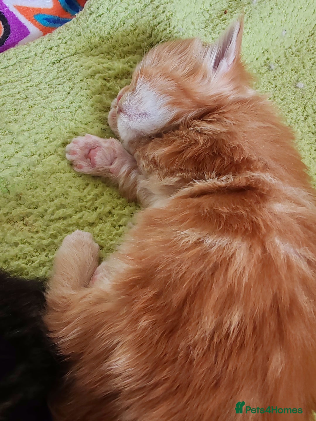 Maine Coon cats for sale: V. Vilma  - Advert 26