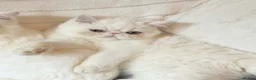 Exotic cats for sale: Show Quality Exotic kittens (TICA) - Advert 6