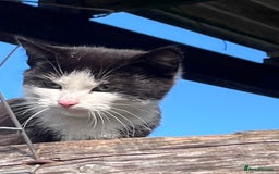 Mixed Breed cats for sale: Lovely yards /family kittens - Image 2