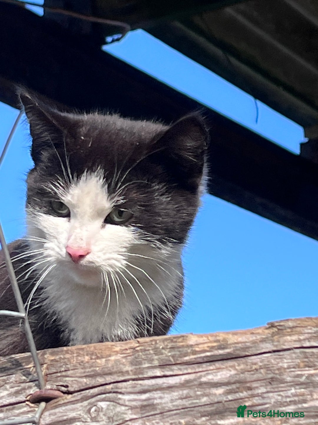 Mixed Breed cats for sale: Lovely yards /family kittens - Image 2