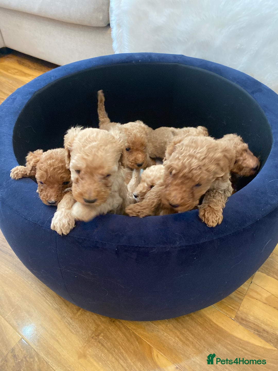 Goldendoodle dogs for sale: F1Goldendoodel puppies now ready for new home  - Advert 13