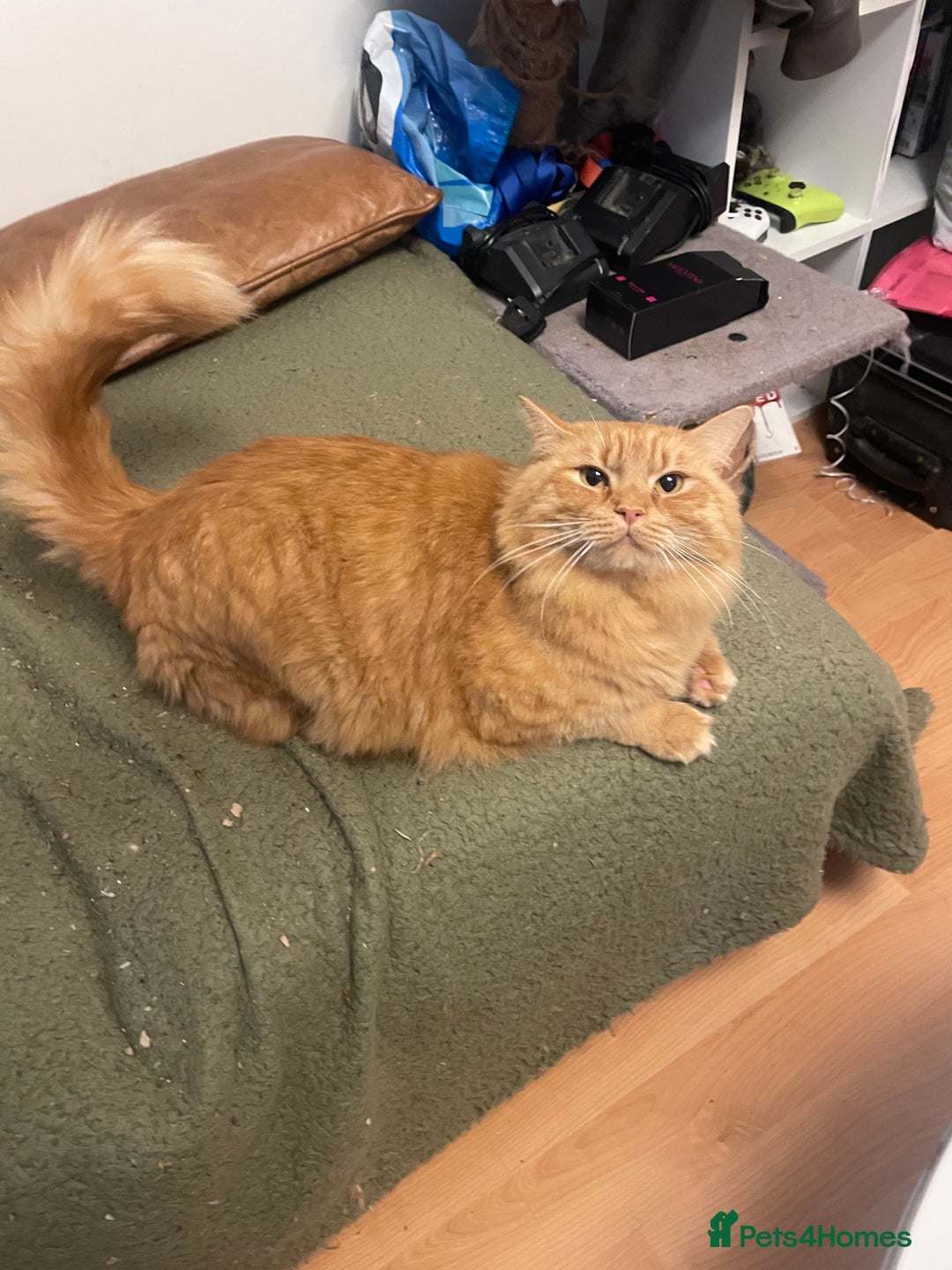 Mixed Breed cats for sale: 2 cats  - Advert 6