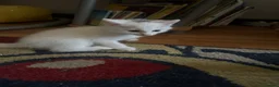 Turkish Van cats for sale: Turkish Van kittens male and female  - Advert 7