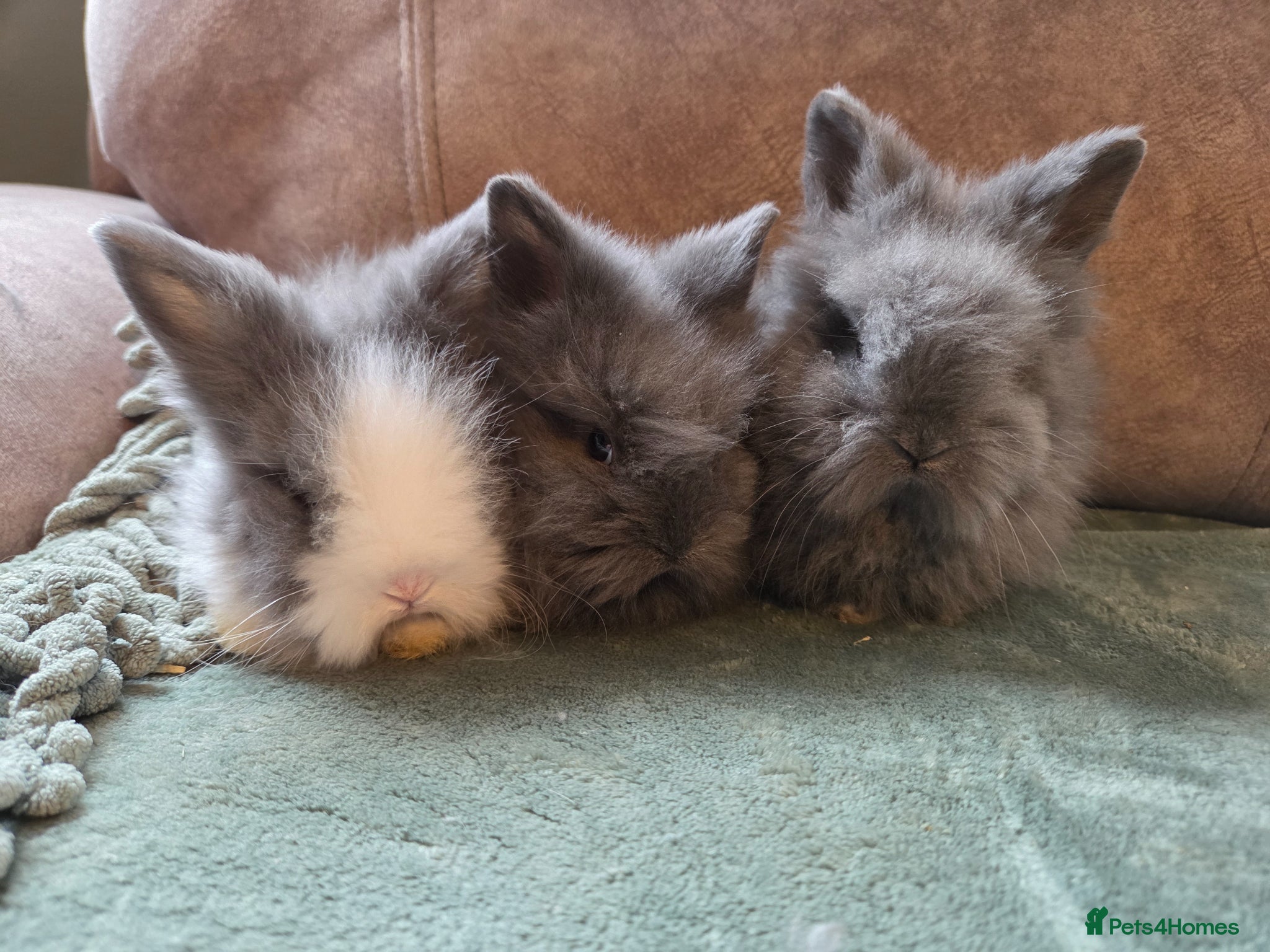 Lionhead rabbits Smokey double main lionhead  - Advert 2