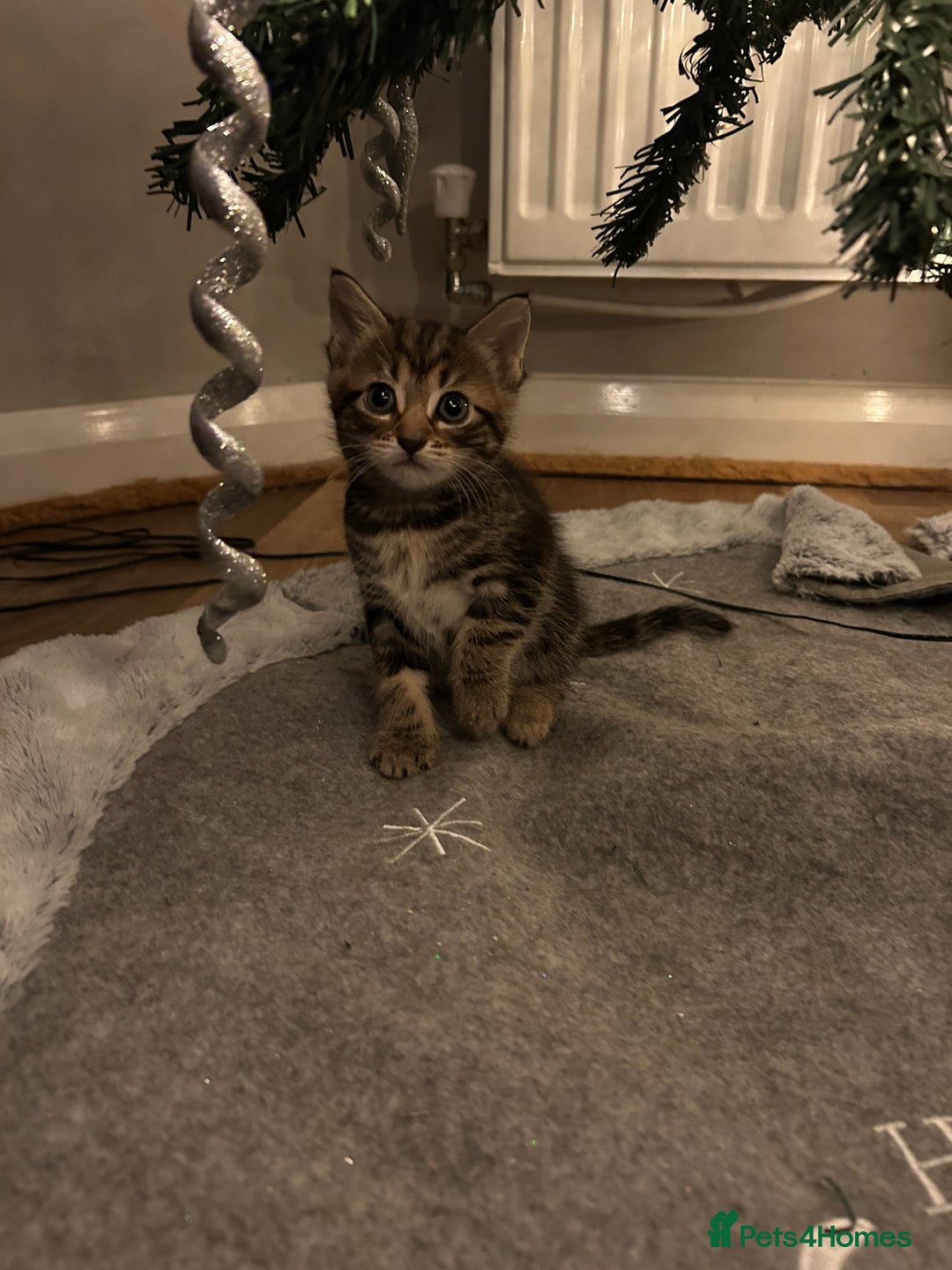 Mixed Breed cats for sale: Kittens - Advert 1