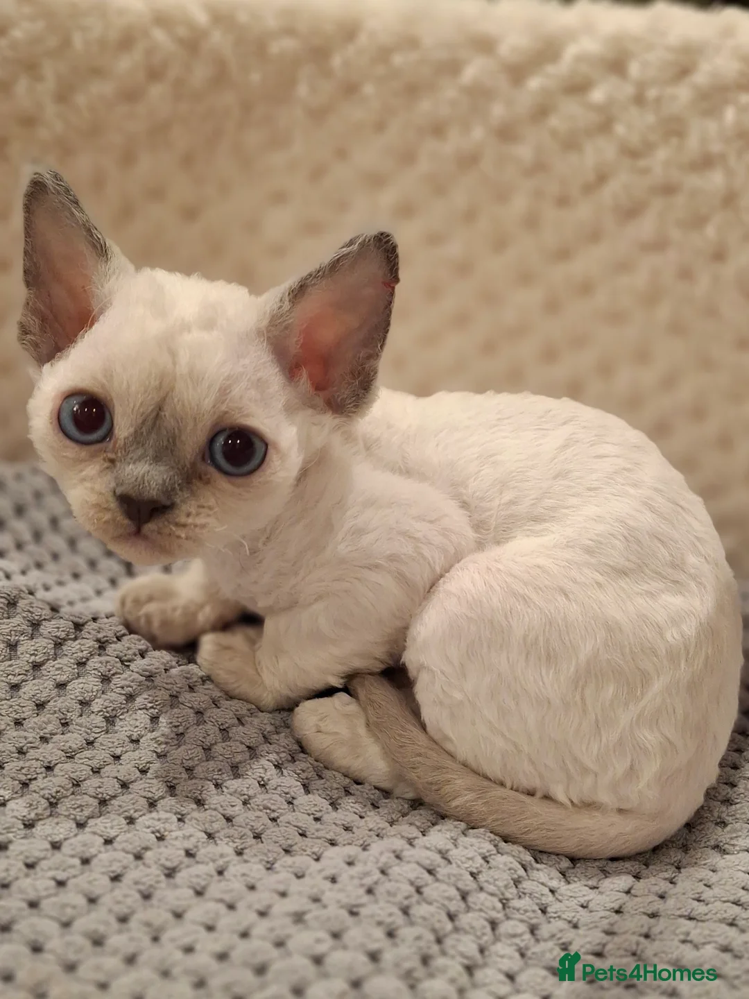 Devon Rex cats for sale: 🌸 Devon Rex with blue eyes FIFE registered  🌸 - Advert 23
