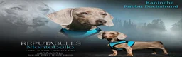 Miniature Dachshund dogs for sale: Kc miniature dachshund - Advert 11