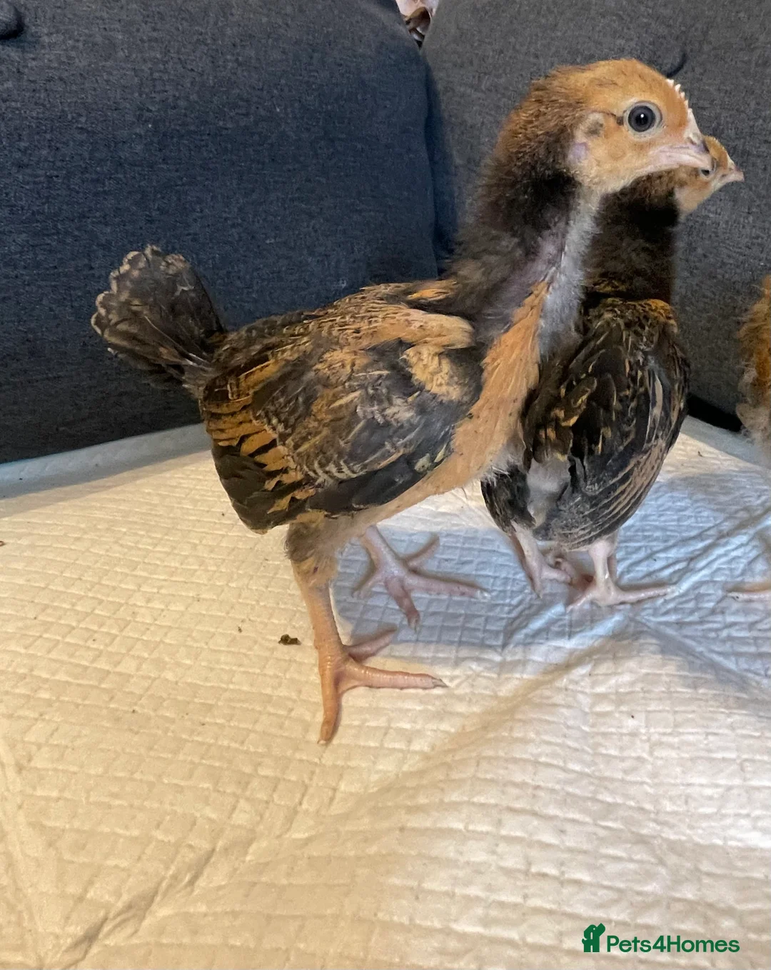 Mixed Breed livestock for sale: Three Week Old Mixed Chicks - Advert 4