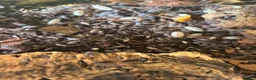 Mixed Breed invertebrates for sale: Tropical Woodlice Mixed colony  - Advert 2