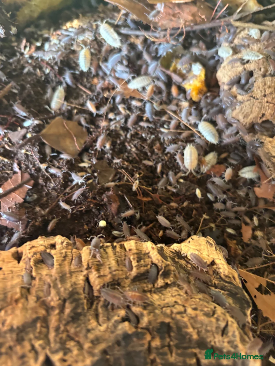 Mixed Breed invertebrates for sale: Tropical Woodlice Mixed colony  - Advert 2
