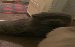 Chow Chow dogs for sale: Stunning kc chow chow  - Advert 17