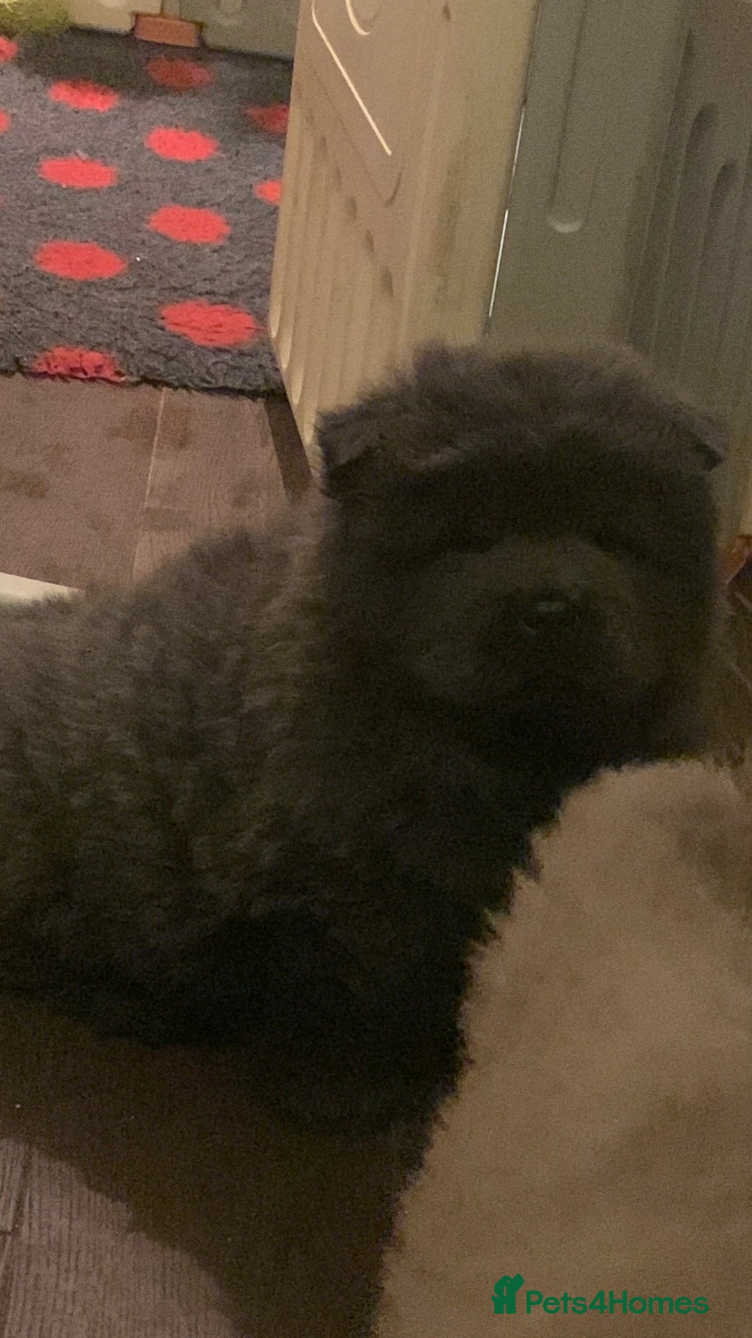 Chow Chow dogs for sale: Stunning kc chow chow  - Advert 17