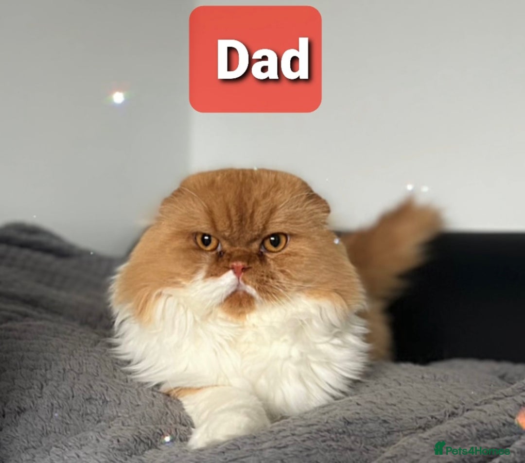 Scottish Fold cats for sale: TICA registered Scottish Fold Girl - Image 10