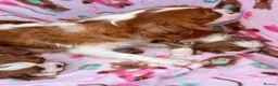 Cavapoo dogs for sale: Cavapoo Puppies 🐶  - Advert 1