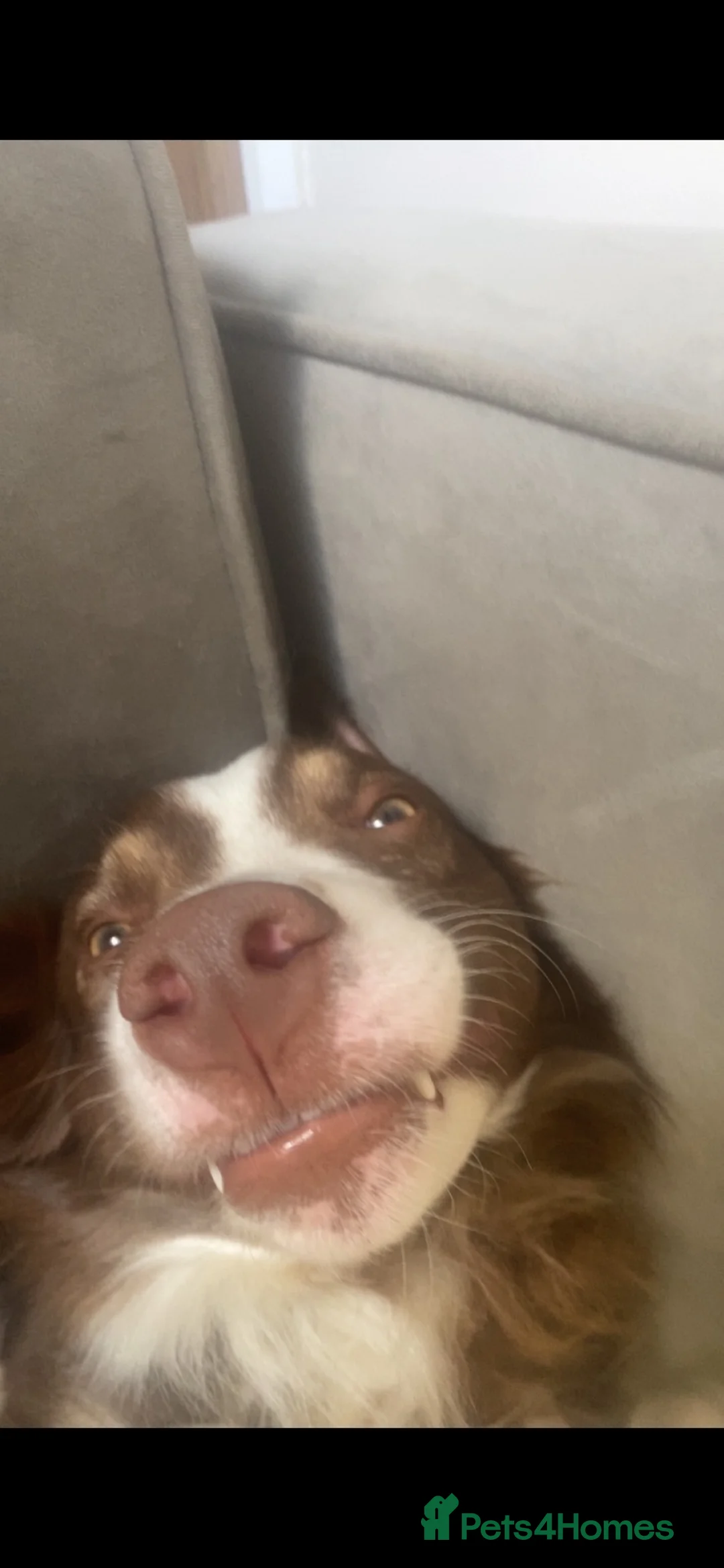 Border Collie dogs for sale: Brown Border Collie - Advert 7