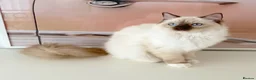 Ragdoll cats for sale: GCCF ACTIVE (FOR BREEDING) SEAL POINT MITTED GIRL - Advert 18