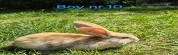 Continental Giant rabbits for sale: Pure Continental Giant Vaccinated  - Advert 19