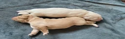 Golden Retriever dogs for sale: Golden Retriever Puppies in Thatcham - Advert 20
