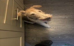 Fox Terrier dogs for sale: Wired Fox Terrier  - Image 2