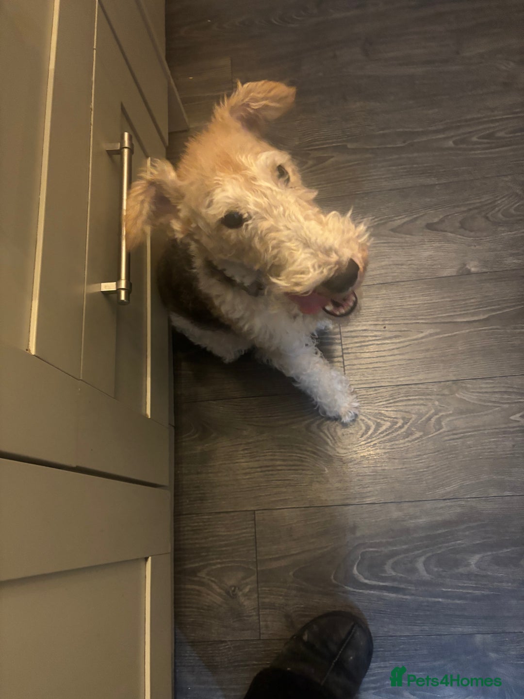 Fox Terrier dogs for sale: Wired Fox Terrier  - Image 2