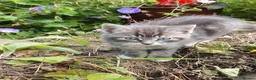 Mixed Breed cats for sale: Fluff and Tumble - Advert 18