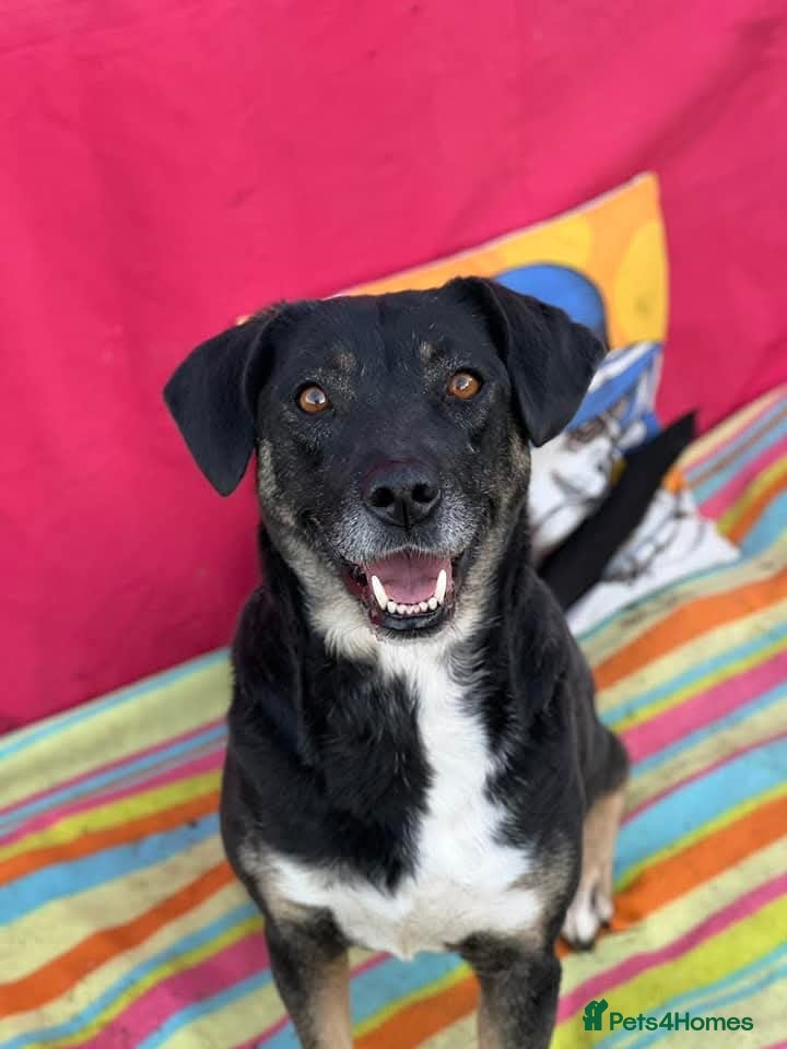 Mixed Breed dogs for adoption: Masha nine years old Macedonian Rescue - Advert 2
