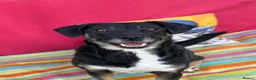 Mixed Breed dogs for adoption: Masha nine years old Macedonian Rescue - Advert 6