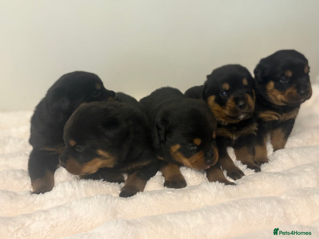 Rottweiler dogs for sale: Rottweiler puppies for sale - Image 19