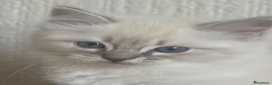 Ragdoll 1