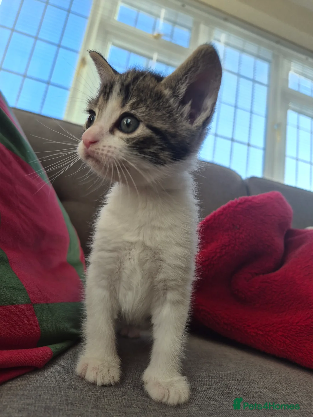 Mixed Breed cats for sale: Kittens  - Advert 11