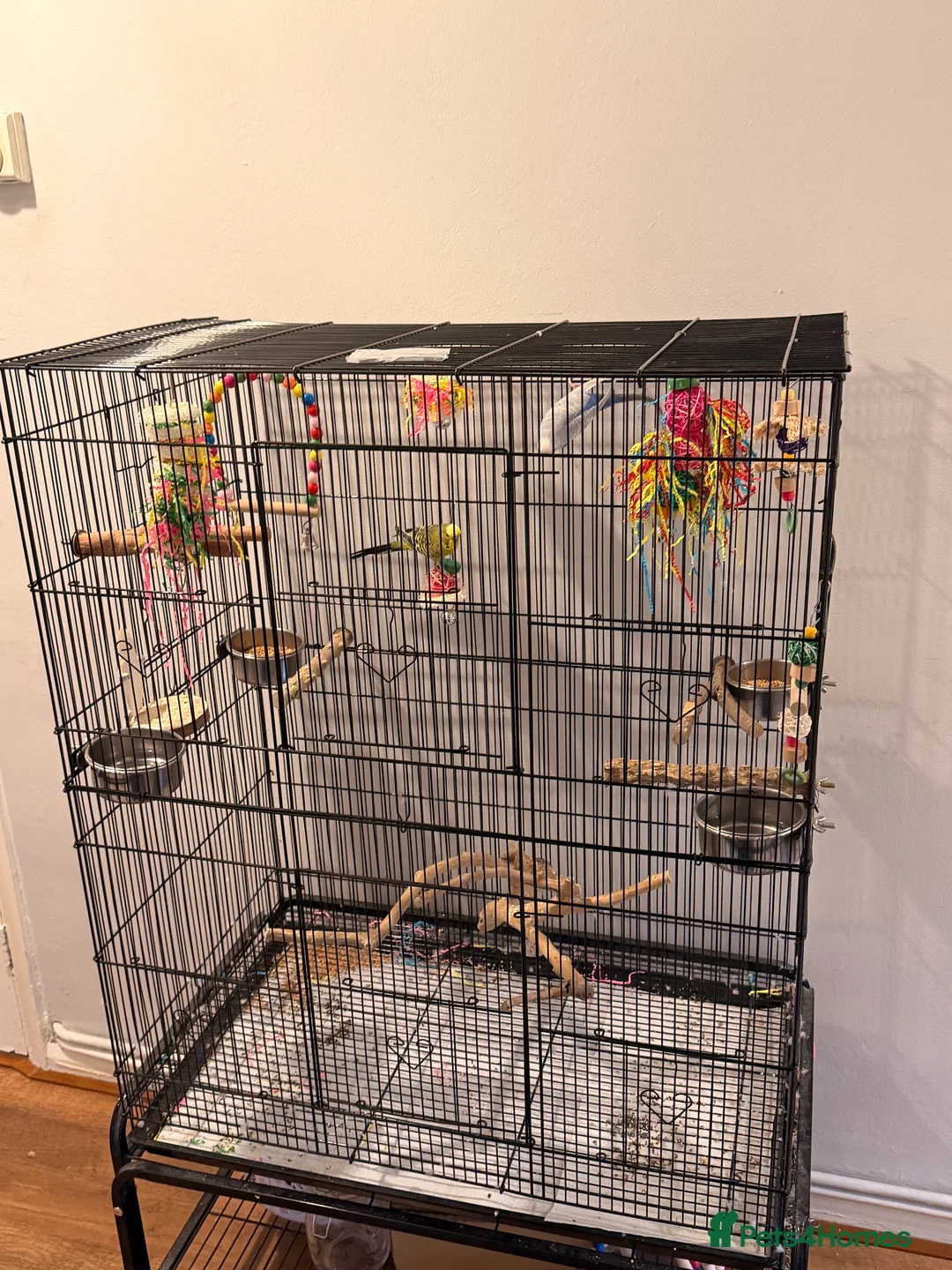 Budgerigars birds for sale: Beautiful budgies in Tonbridge - Advert 3
