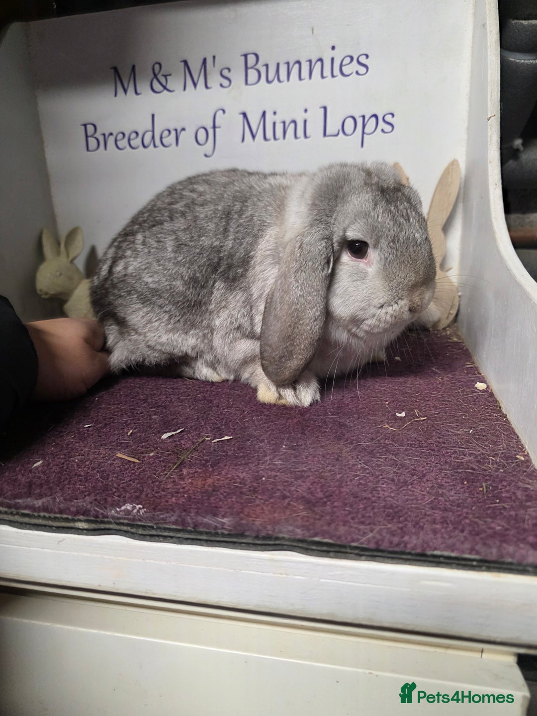 Mini Lop rabbits for sale: Mini Lop Chocolate Chinchilla Doe - Advert 2