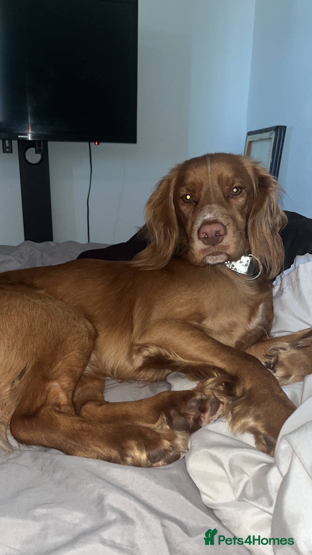 Cocker Spaniel dogs for stud: Cocker spaniel for studding  - Advert 3