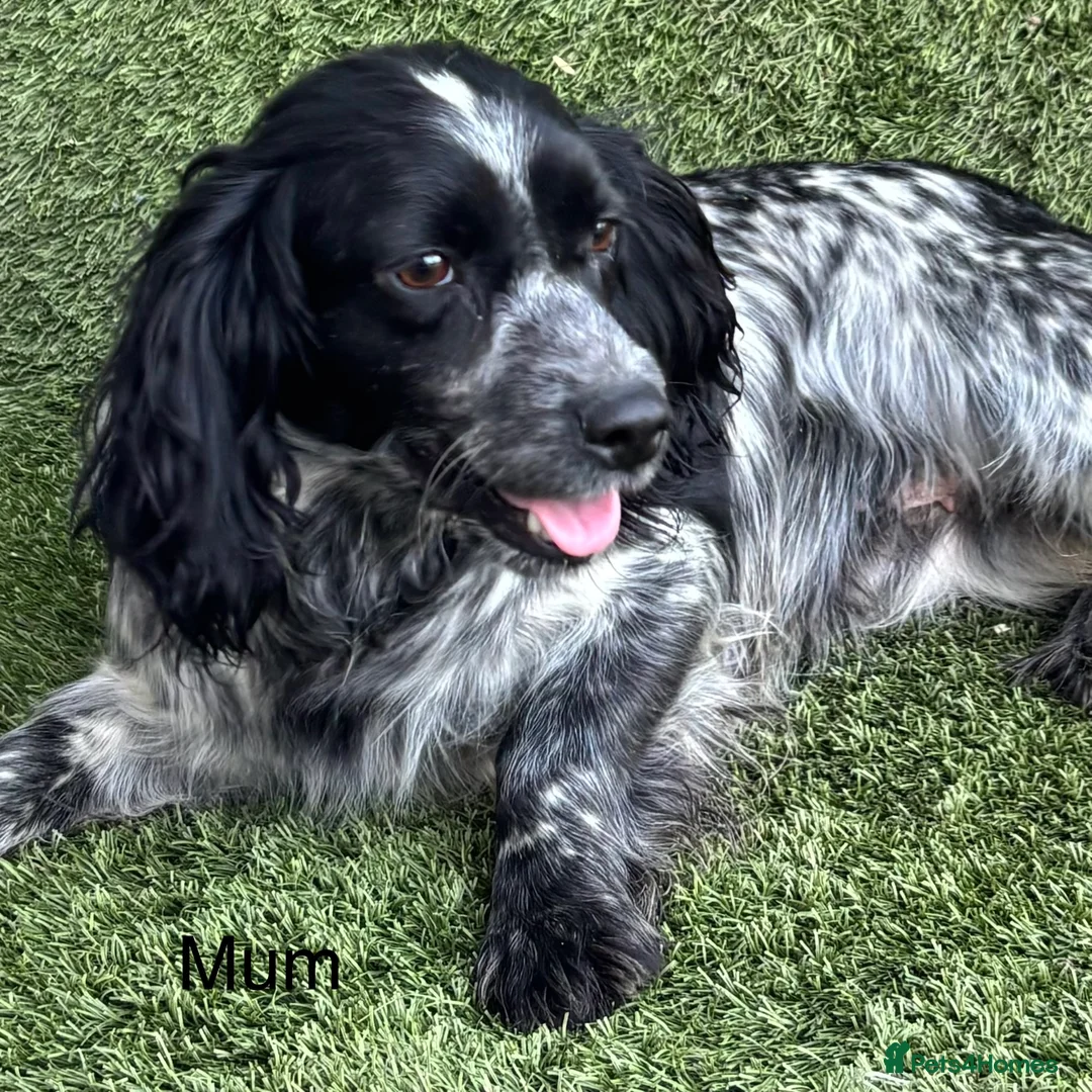 Cocker Spaniel dogs for sale: Cocker Spaniel Puppies Ready 28th February - Advert 6