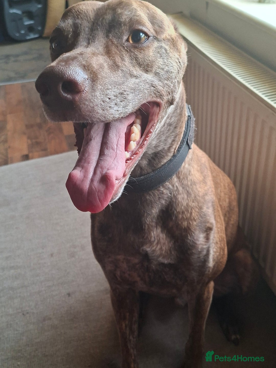 Mixed Breed dogs for sale: Adult lurcher  - Image 4