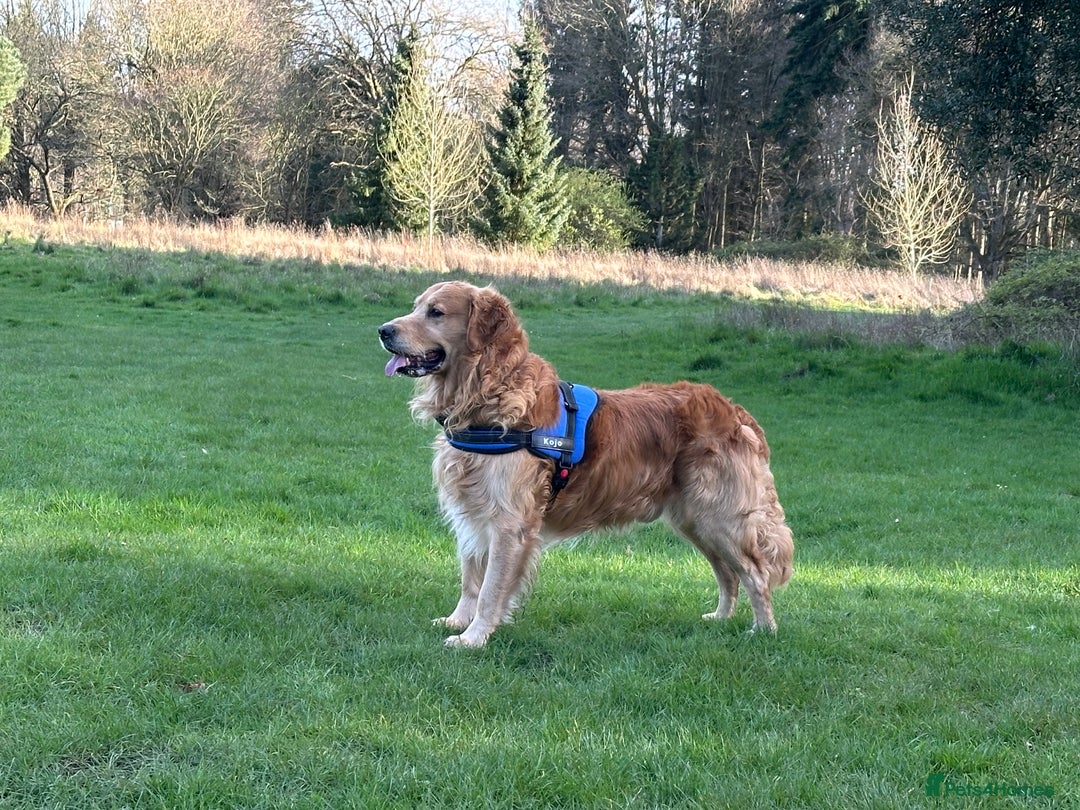 Golden Retriever dogs for stud: health tested golden retriever stud, large litters in Bury Saint Edmunds - Advert 18