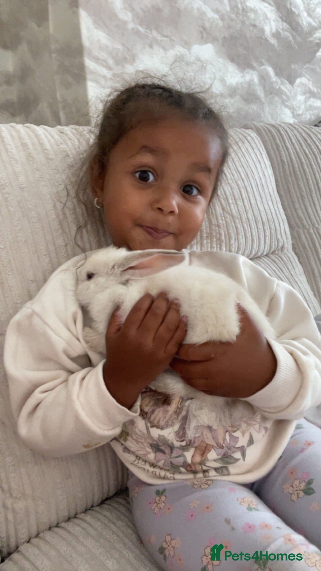 Mini Lop rabbits for sale: Beautiful female rabbit & cage  - Image 3