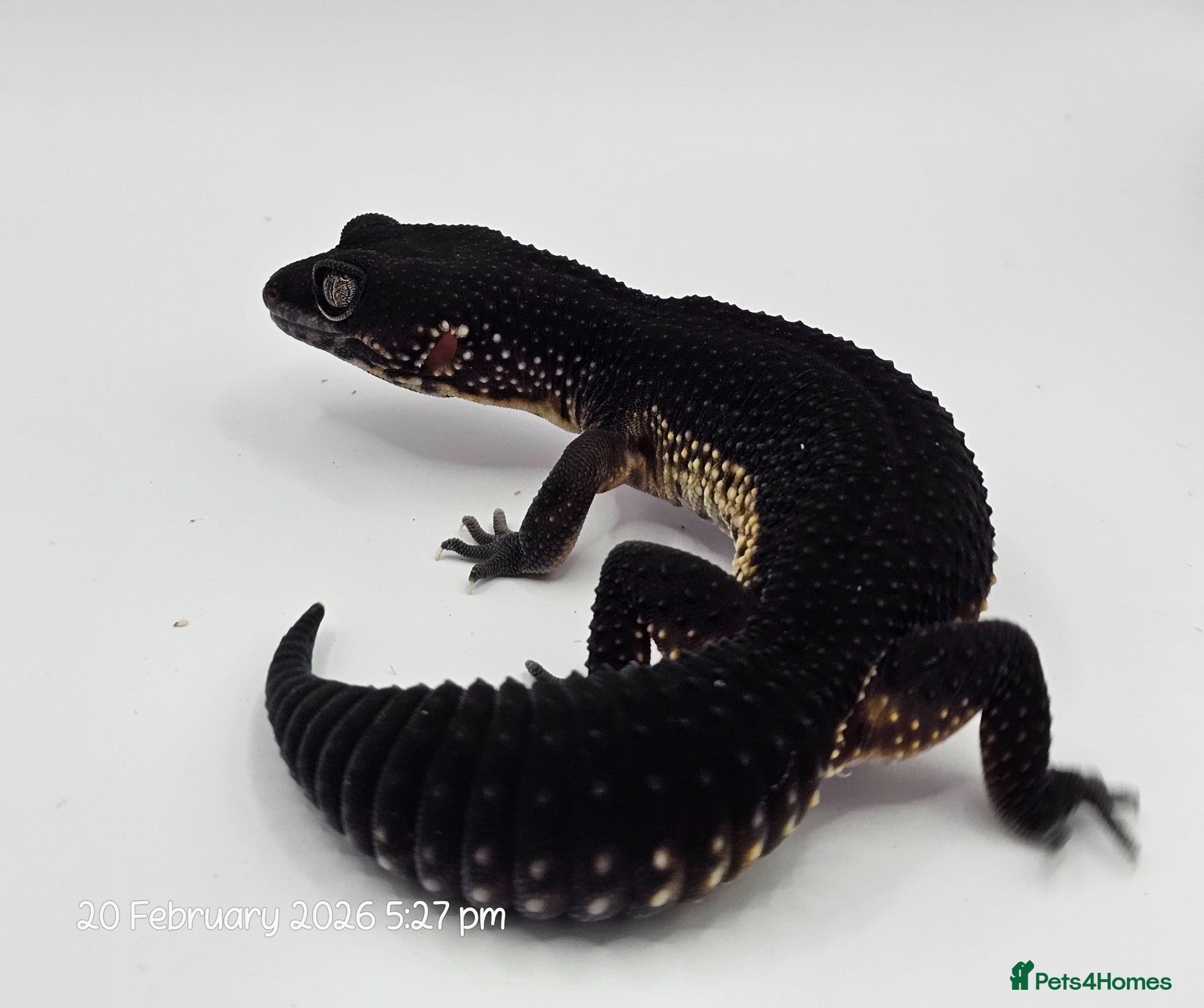 Gecko reptiles 2024 black night leopard gecko female group - Advert 3